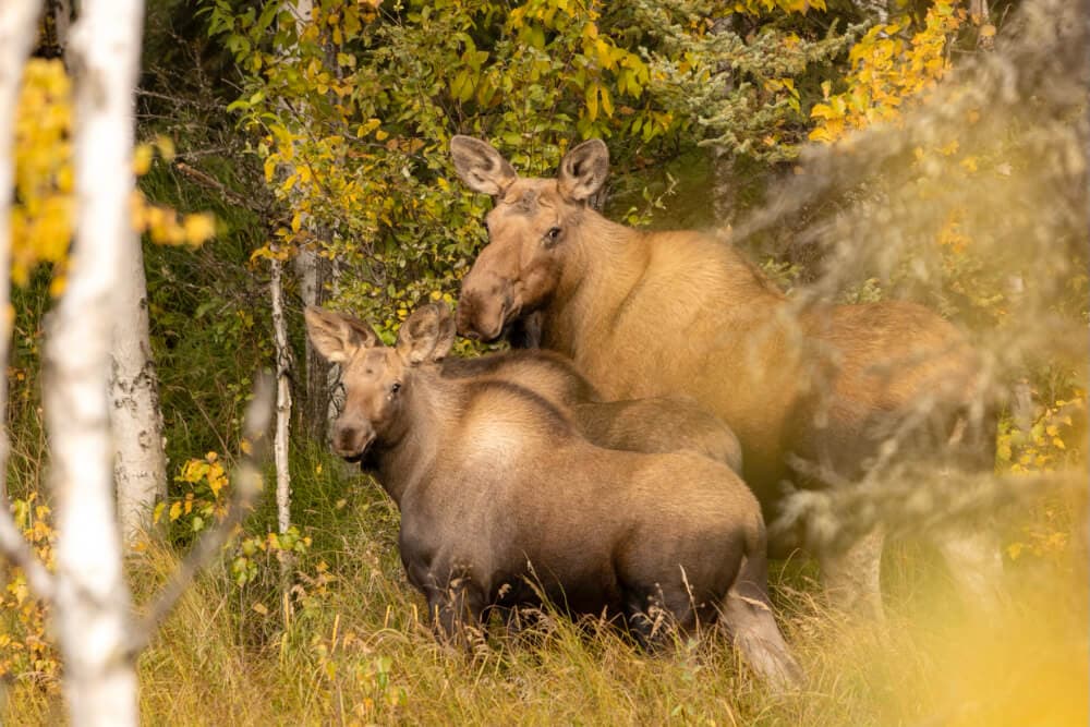 Two moose standing among autumn foliage.